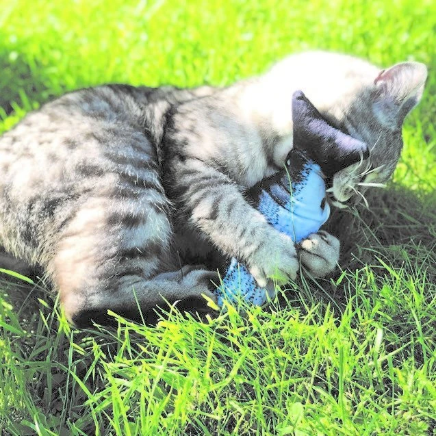 Aumüller Zappelfische Mit Katzenminze 13 Aumüller Zappelfische Mit Katzenminze – Bild 13