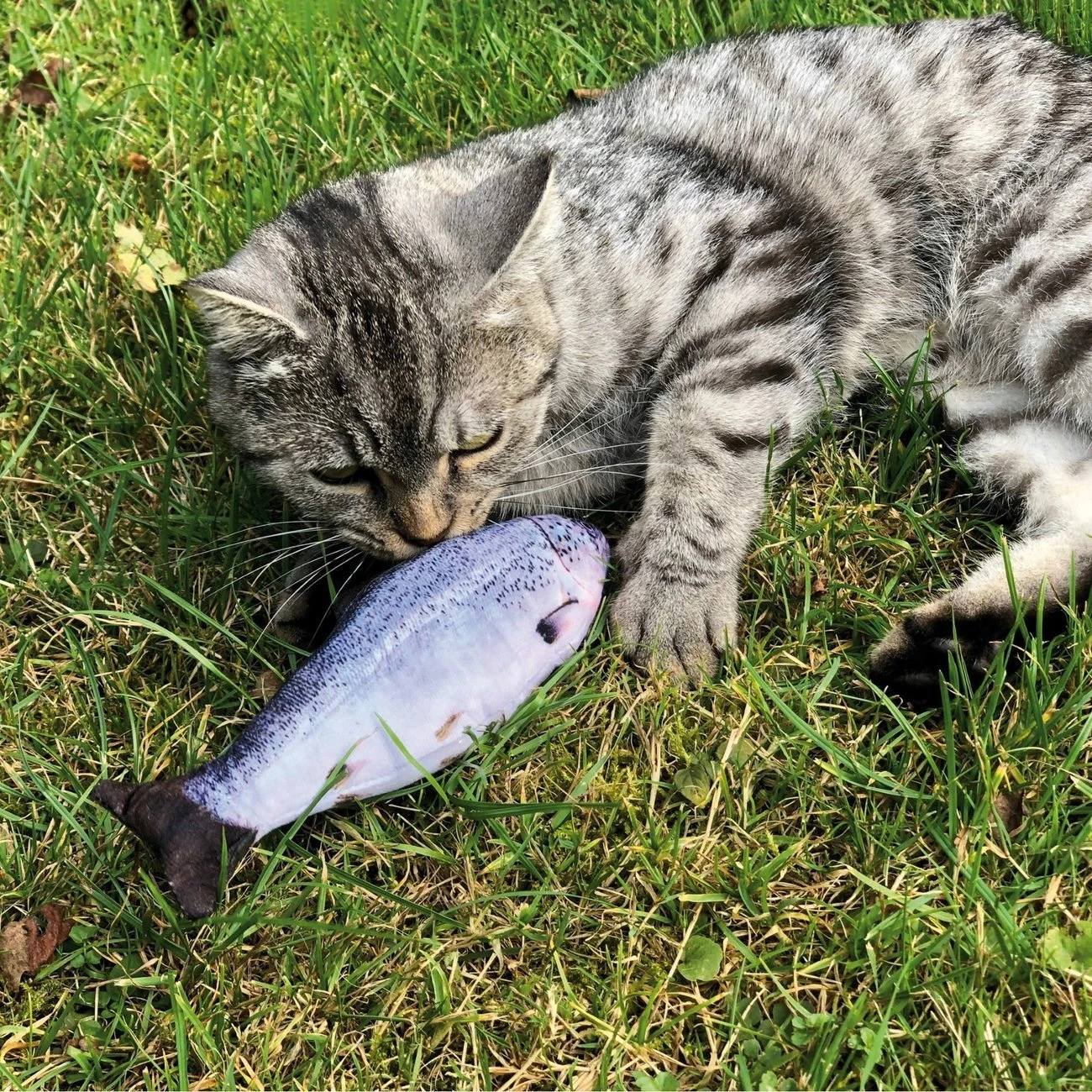 Aumüller Zappelfische Mit Katzenminze 12 Aumüller Zappelfische Mit Katzenminze – Bild 12