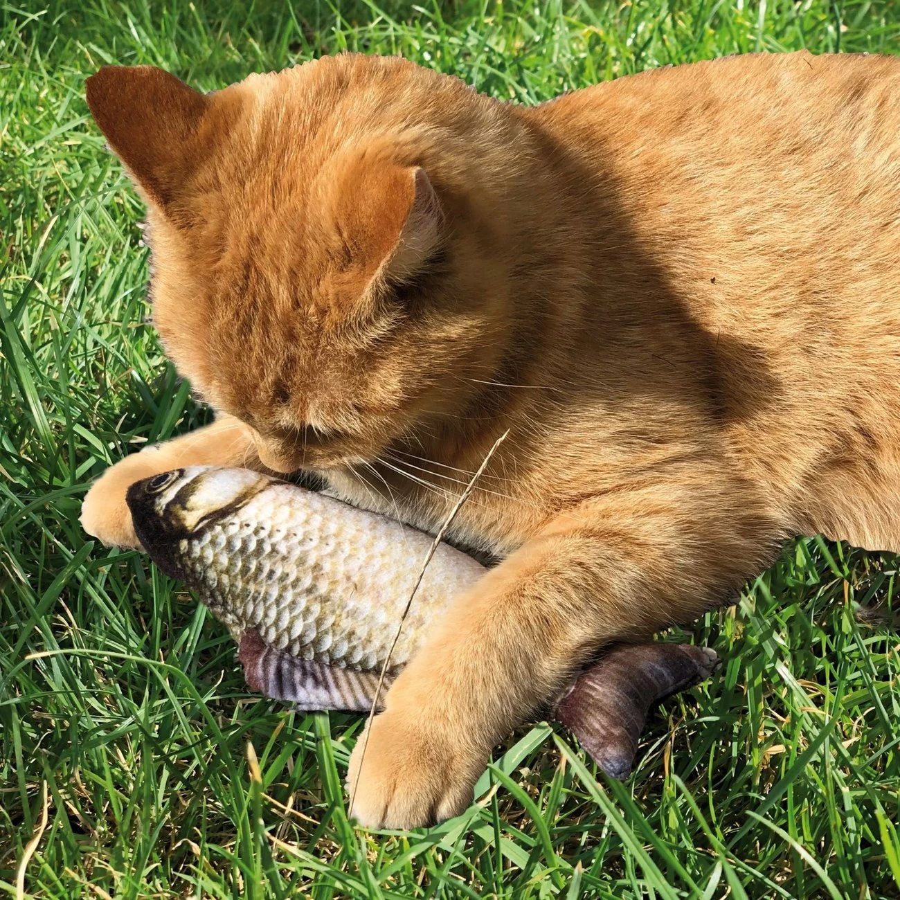 Aumüller Zappelfische Mit Katzenminze 9 Aumüller Zappelfische Mit Katzenminze – Bild 9