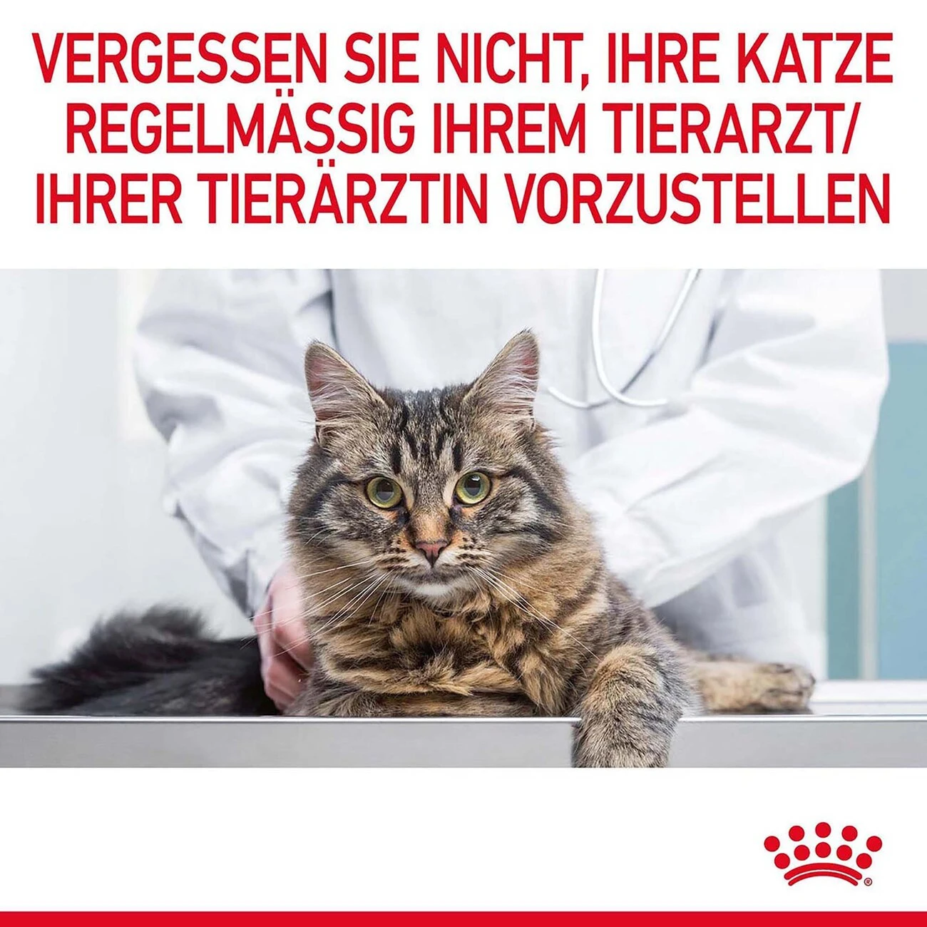 Royal Canin Hairball Care Katzenfutter Nass Gegen Haarballen 10 Royal Canin Hairball Care Katzenfutter Nass Gegen Haarballen – Bild 10