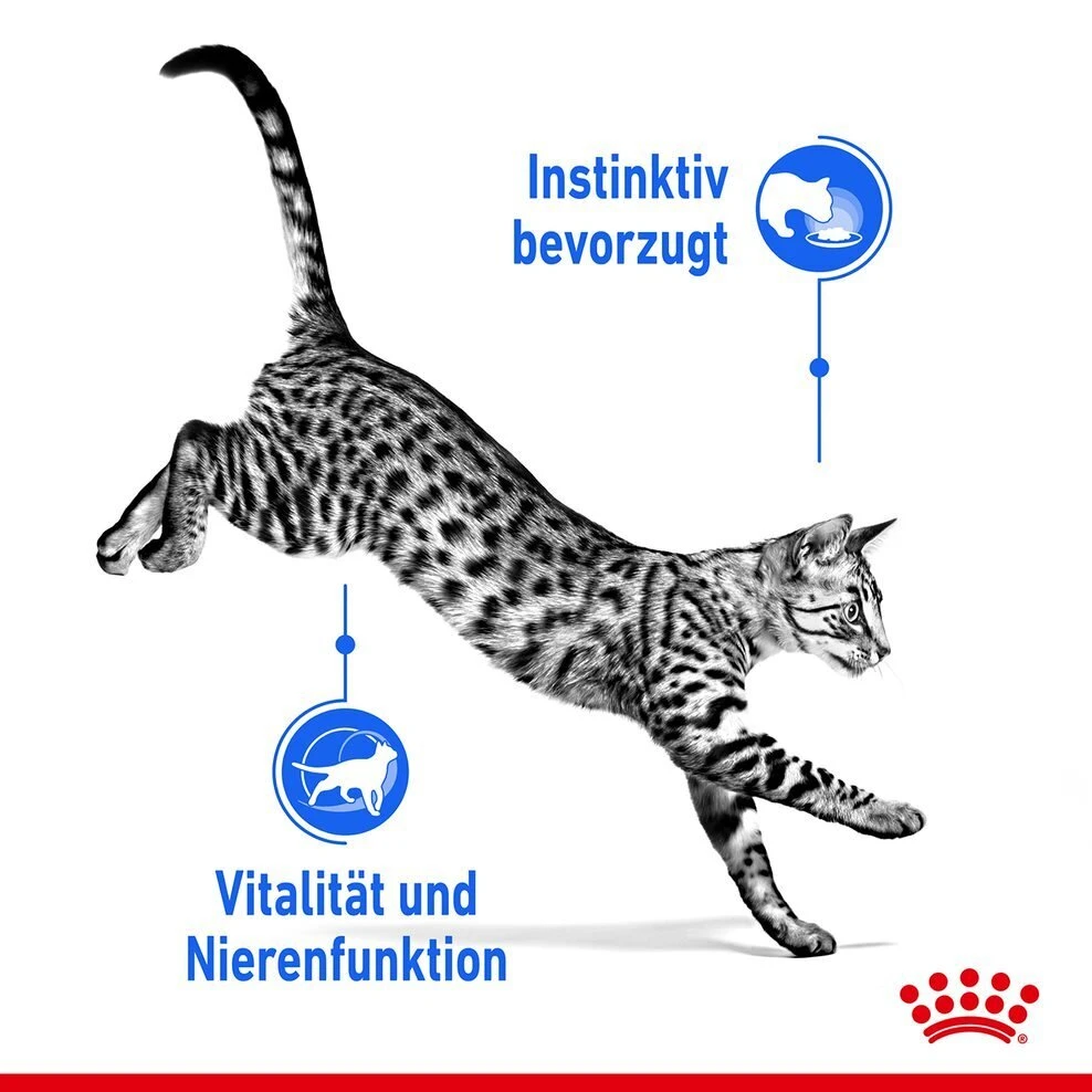 Royal Canin Indoor Sterilised Katzenfutter 7+ Nass In Gelee Und Sauce 2 Royal Canin Indoor Sterilised Katzenfutter 7+ Nass In Gelee Und Sauce – Bild 2