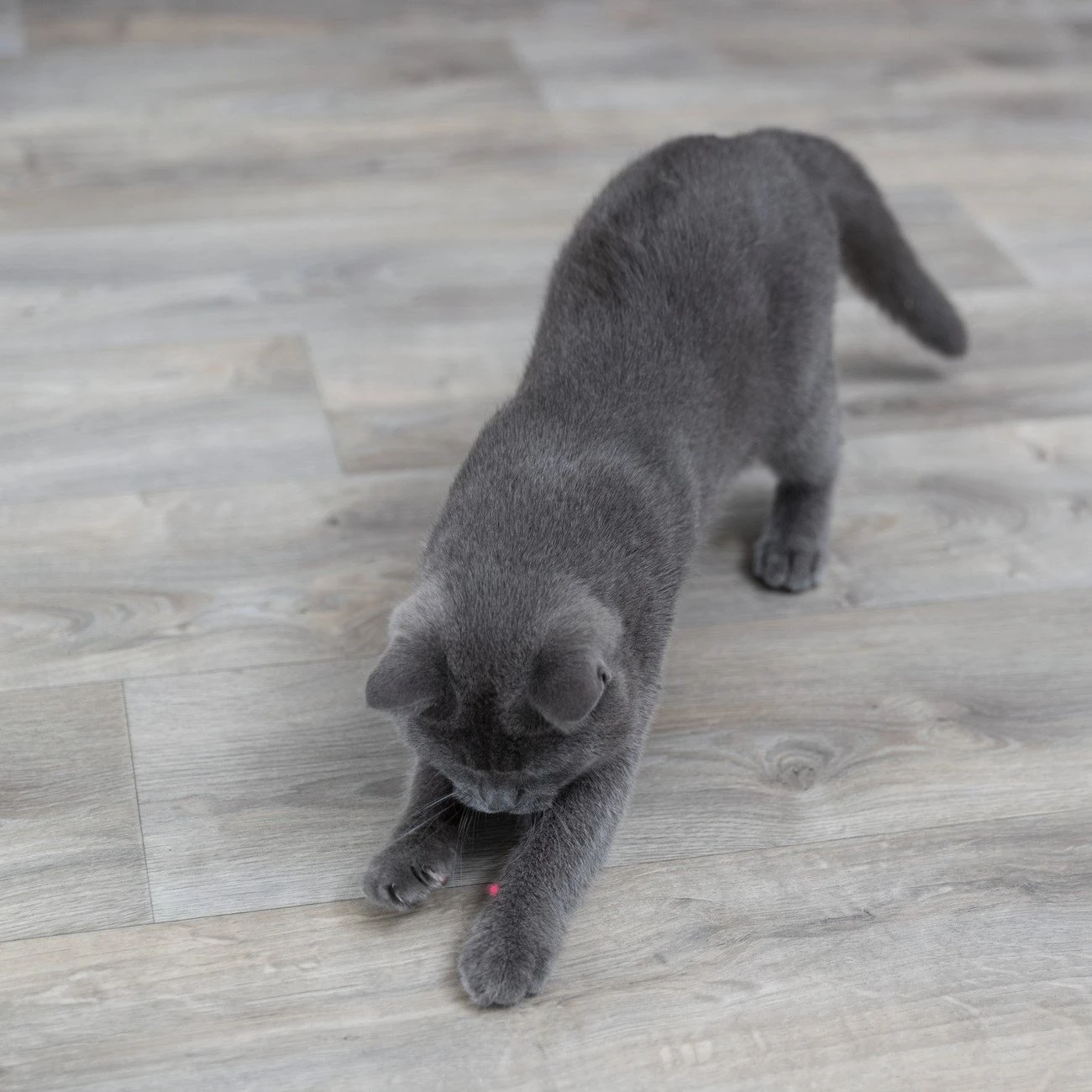 TRIXIE Laser-Pointer Moving Light 2 TRIXIE Laser-Pointer Moving Light – Bild 2