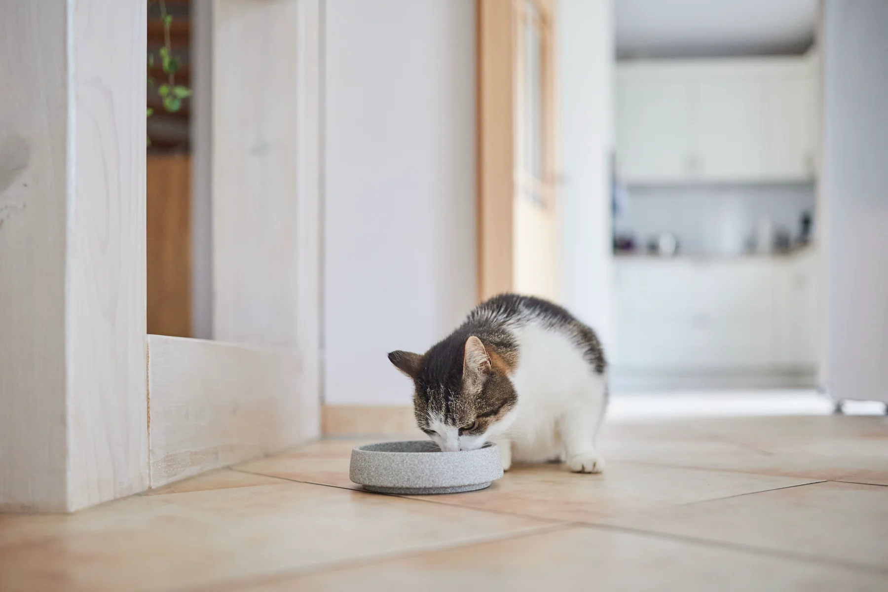 Titelseite -KERBL Verkaufsgeschäft katzenfutter